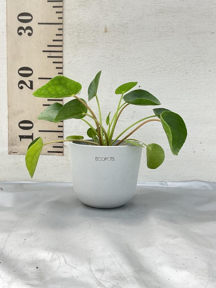 ピレア・ペペロミオイデス Table-S