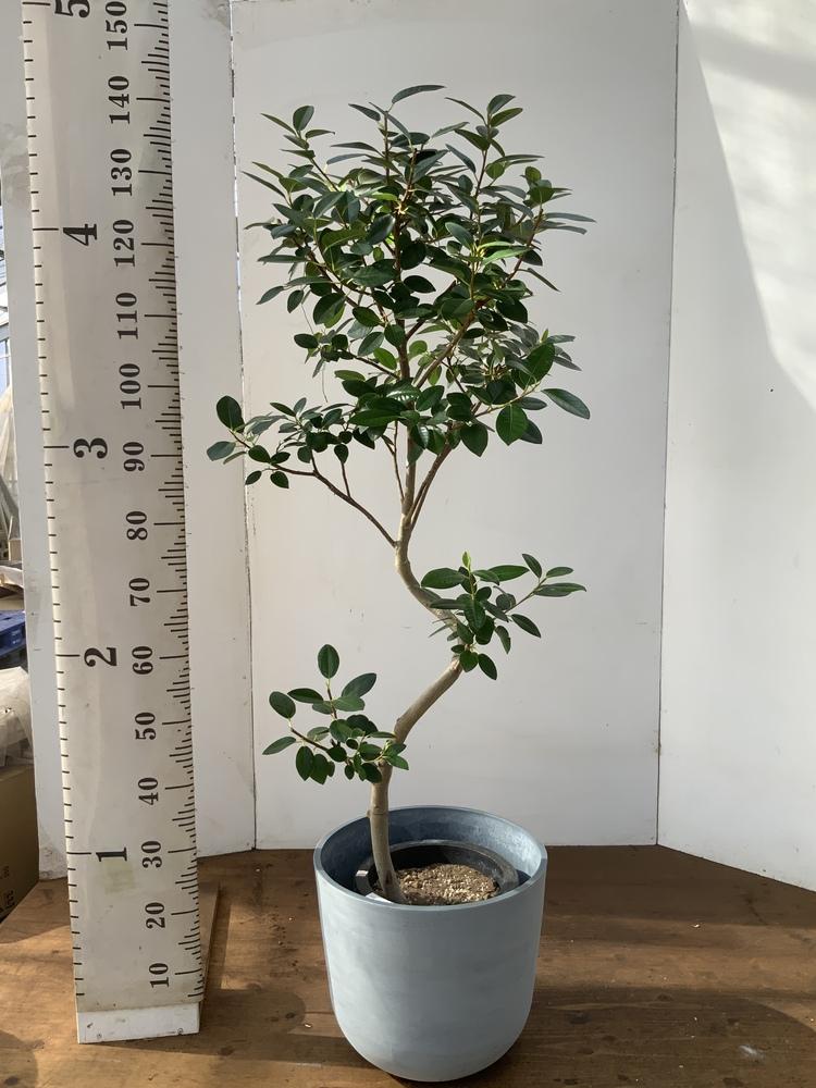 フランスゴムの木 まがり M