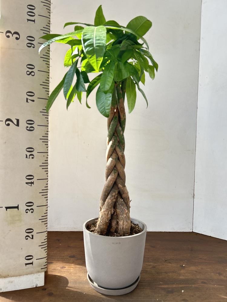 パキラ ねじり M