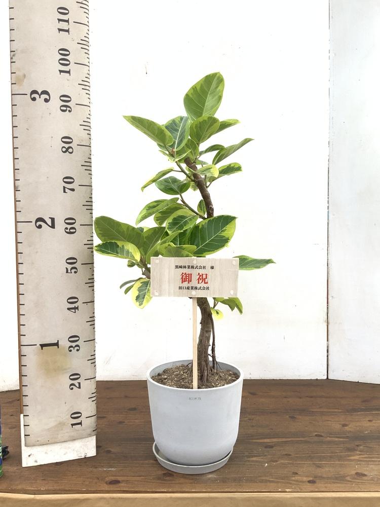 フィカス・アルテシマ らせん M〈沖縄産〉