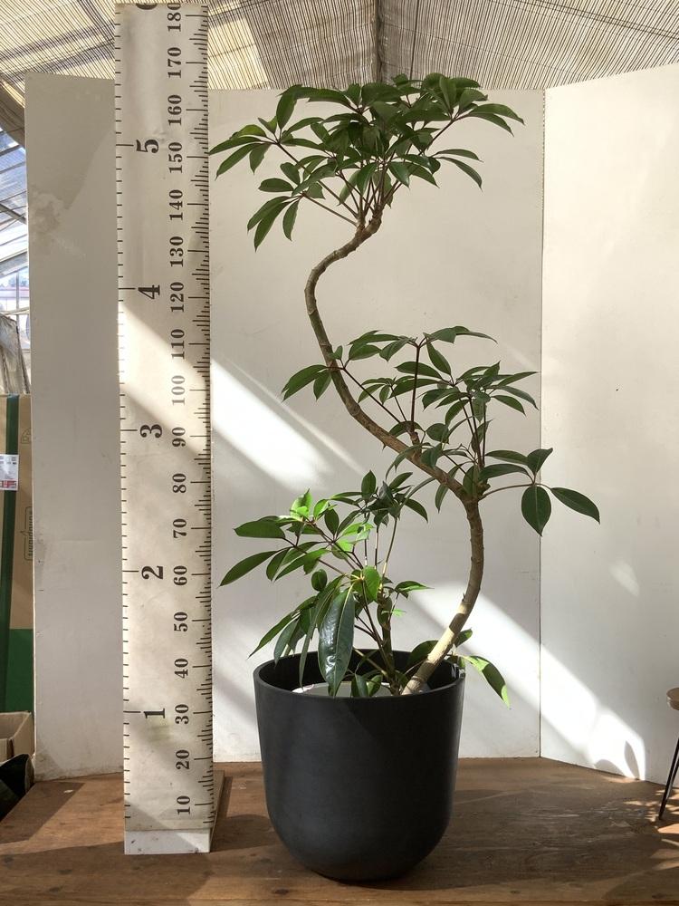 ツピダンサス まがり XL 【首都圏限定】