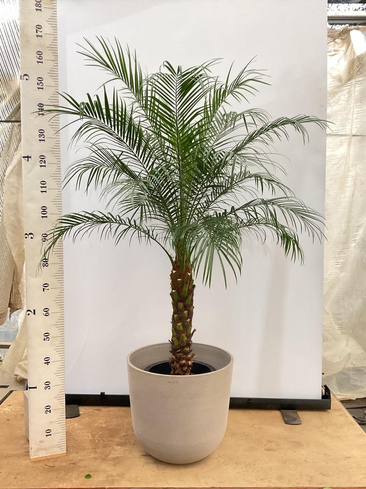 フェニックス・ロベレニー XL 【首都圏限定】