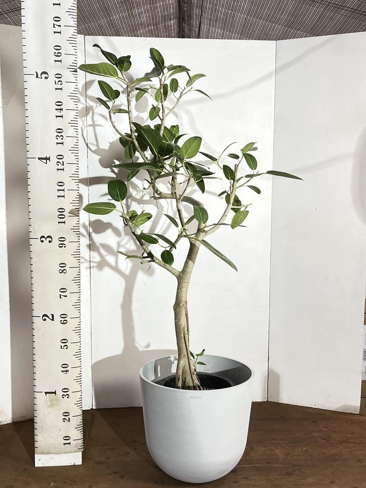 フィカス・ベンガレンシス まがり XL 【首都圏限定】