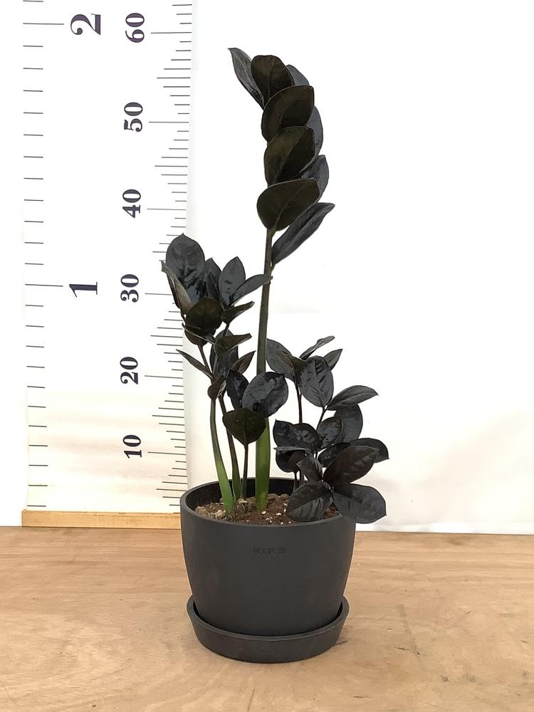 ザミオクルカス・レイヴン Table-L