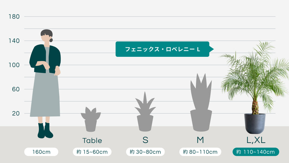フェニックス・ロベレニー Lのサイズ