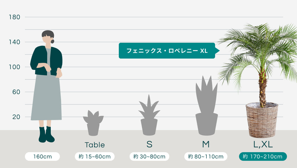 フェニックス・ロベレニー XL 【首都圏限定】(バナナリーフバスケット ブラウン)のサイズ