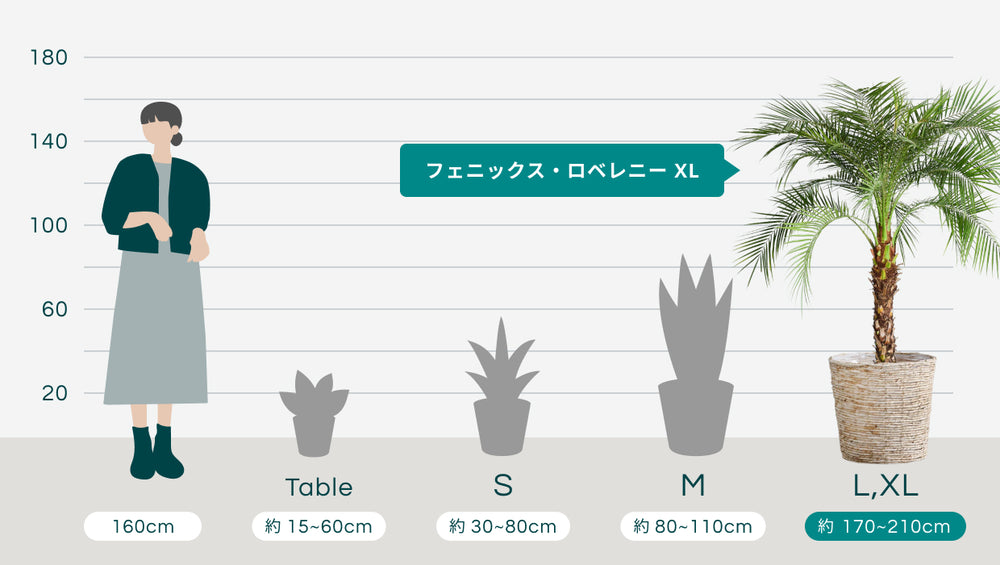フェニックス・ロベレニー XL 【首都圏限定】(バナナリーフバスケット ナチュラル)のサイズ