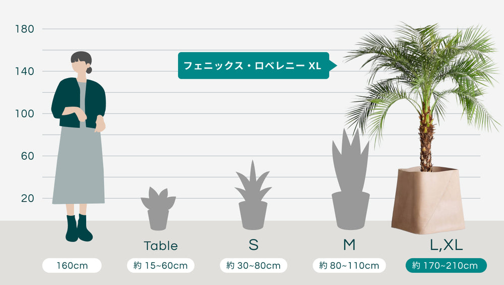 フェニックス・ロベレニー XL 【首都圏限定】(レザーカバー ベージュ)のサイズ