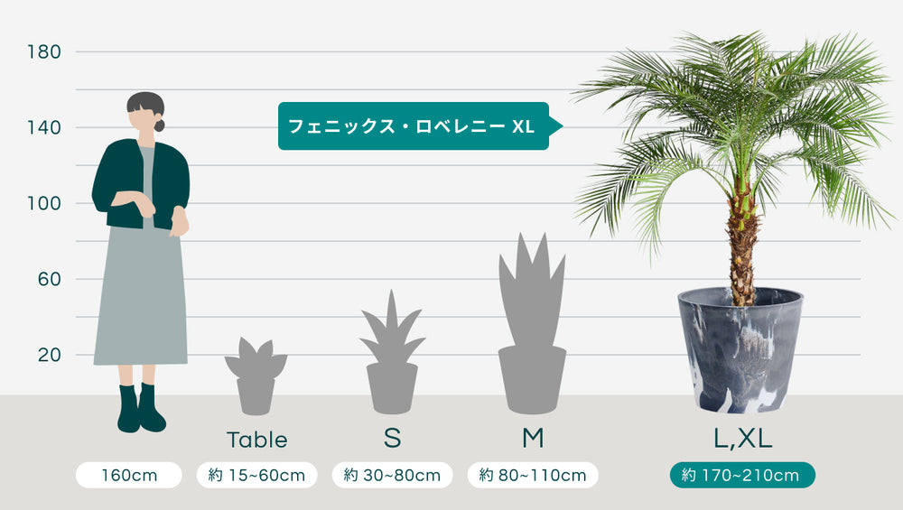 フェニックス・ロベレニー XL 【首都圏限定】(樹脂ポット ブラックマーブル)のサイズ