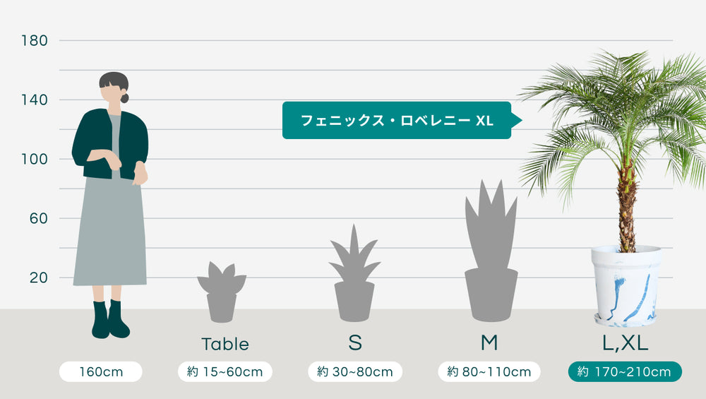 フェニックス・ロベレニー XL 【首都圏限定】(アーバンプランツポット マーブルミルク)のサイズ