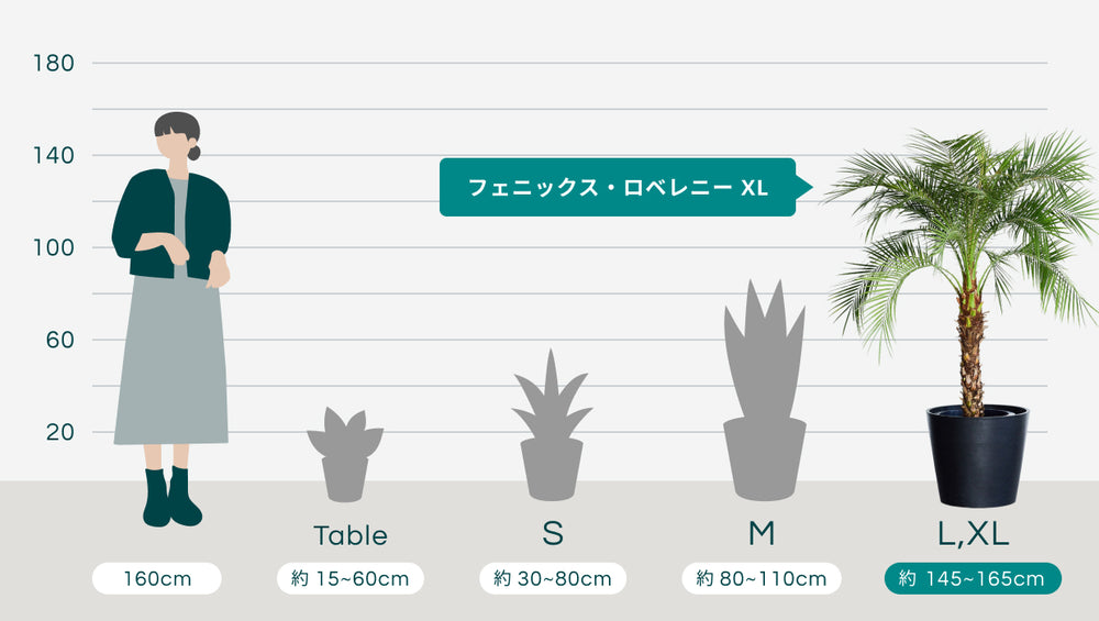 フェニックス・ロベレニー XL 【首都圏限定】のサイズ