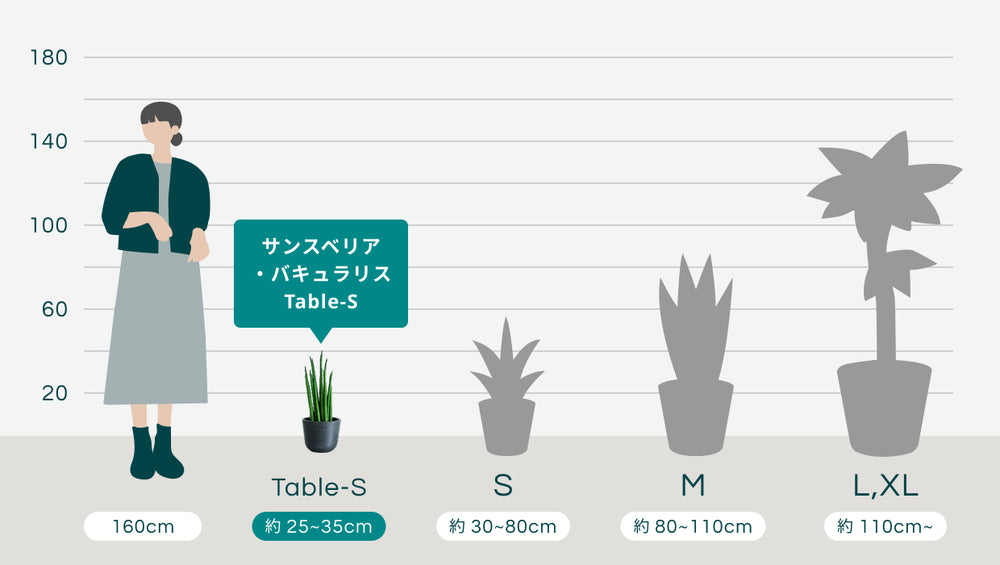 サンスベリア・バキュラリス Table-Sのサイズ