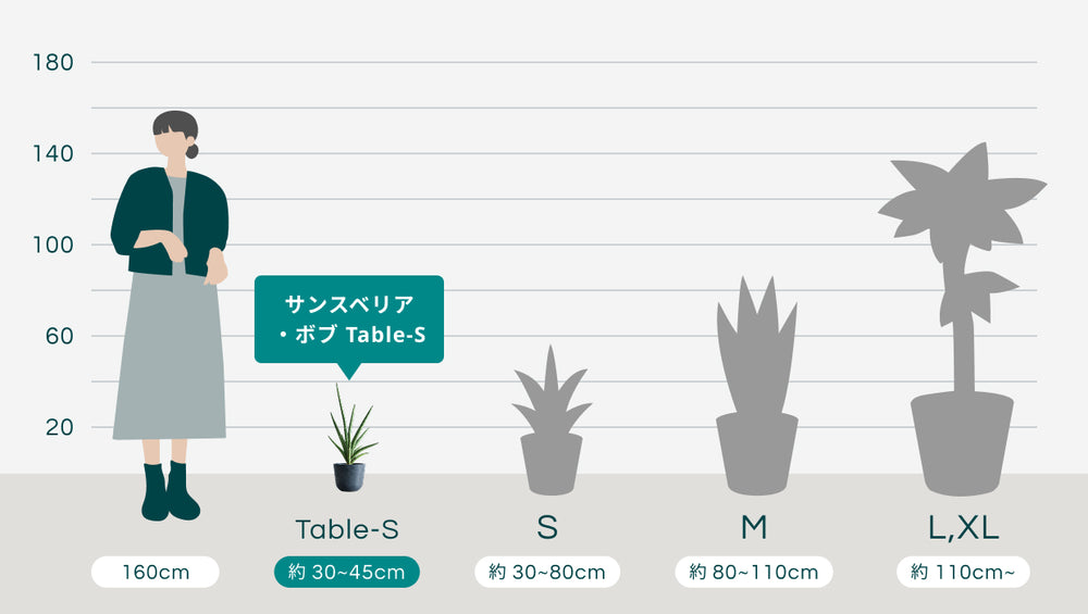 サンスベリア・ボブ Table-Sのサイズ