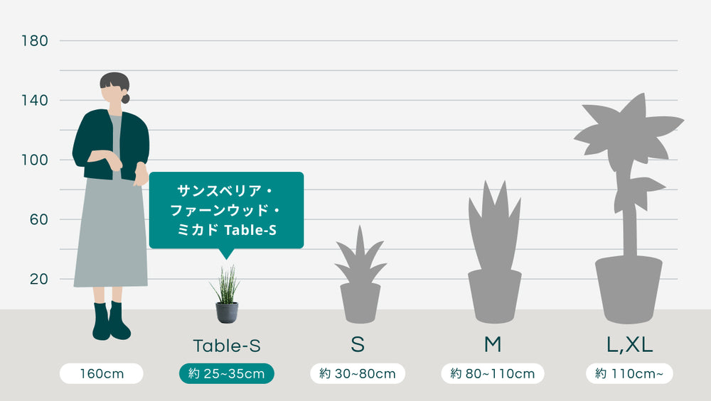 サンスベリア・ファーンウッド・ミカド Table-Sのサイズ