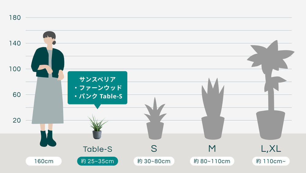 サンスベリア・ファーンウッド・パンク Table-Sのサイズ