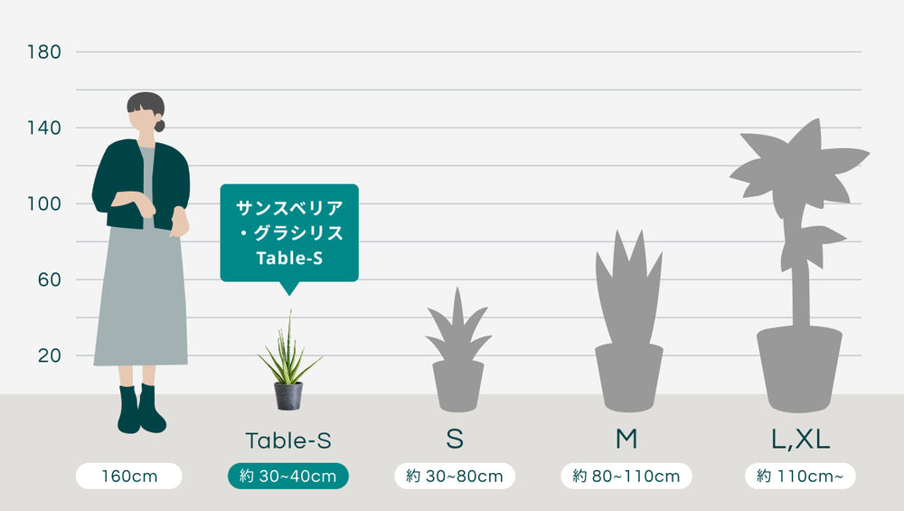 サンスベリア・グラシリス Table-Sのサイズ