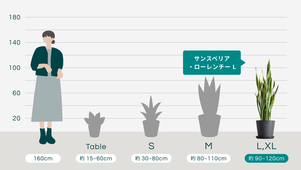 サンスベリア・ローレンチー Lのサイズ