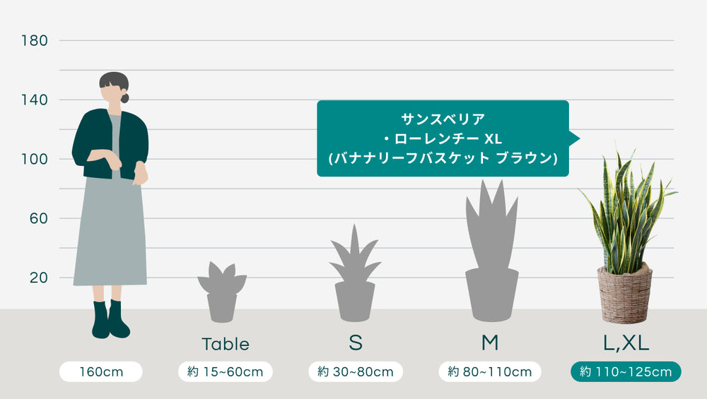 サンスベリア・ローレンチー XL  (バナナリーフバスケット ブラウン)のサイズ