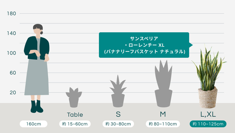 サンスベリア・ローレンチー XL  (バナナリーフバスケット ナチュラル)のサイズ