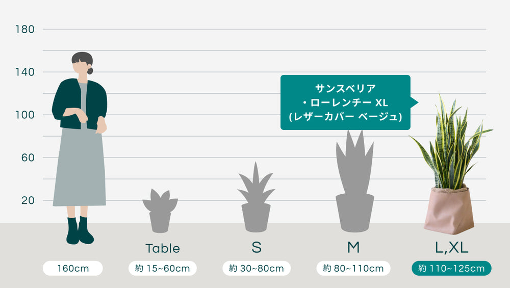 サンスベリア・ローレンチー XL  (レザーカバー ベージュ)のサイズ
