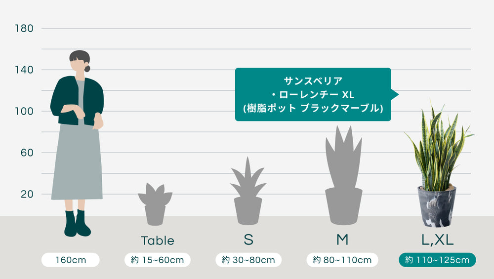 サンスベリア・ローレンチー XL  (樹脂ポット ブラックマーブル)のサイズ