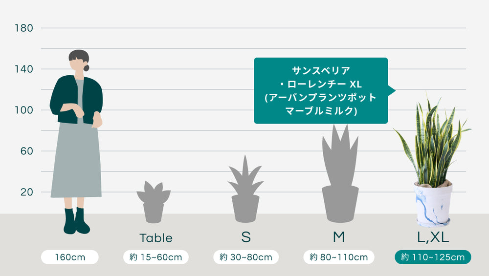 サンスベリア・ローレンチー XL  (アーバンプランツポット マーブルミルク)のサイズ