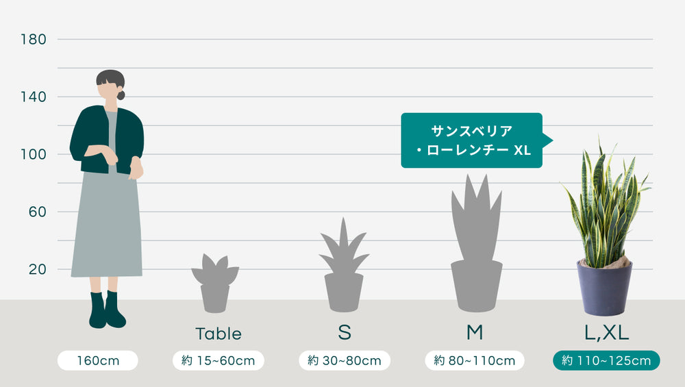 サンスベリア・ローレンチー XLのサイズ