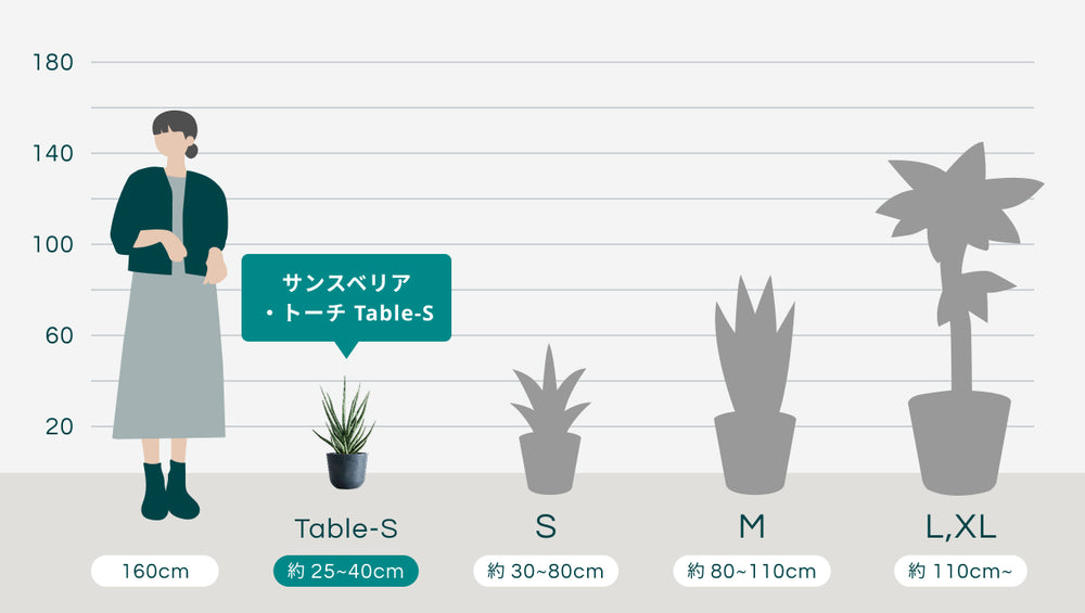サンスベリア・トーチ Table-Sのサイズ