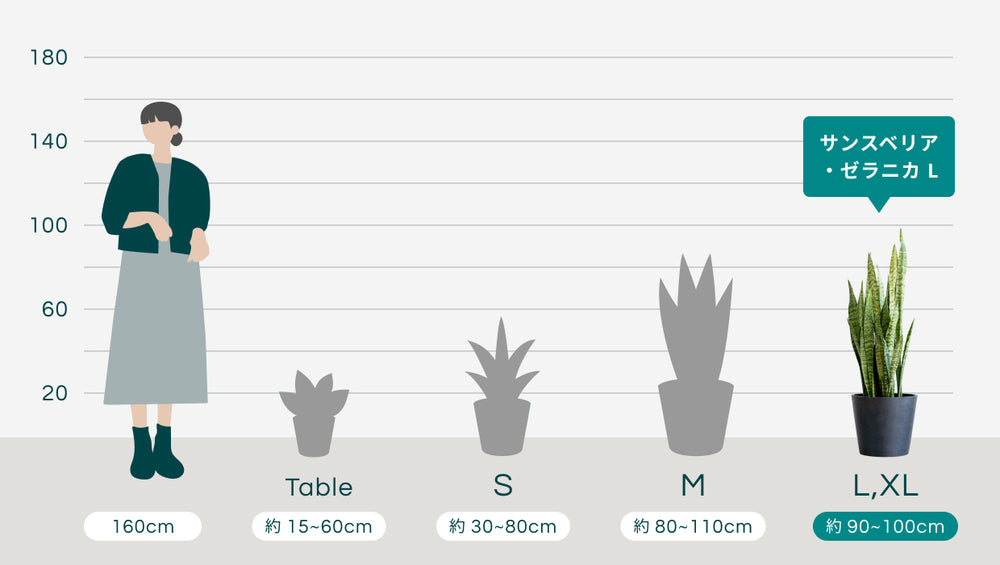 サンスベリア・ゼラニカ Lのサイズ