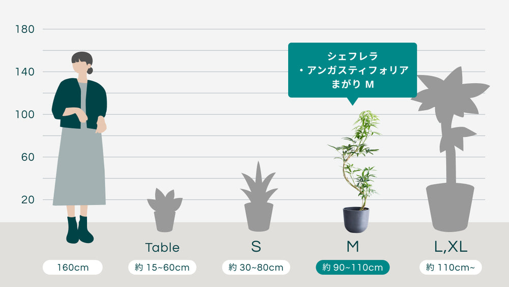 シェフレラ・アンガスティフォリア まがり Mのサイズ
