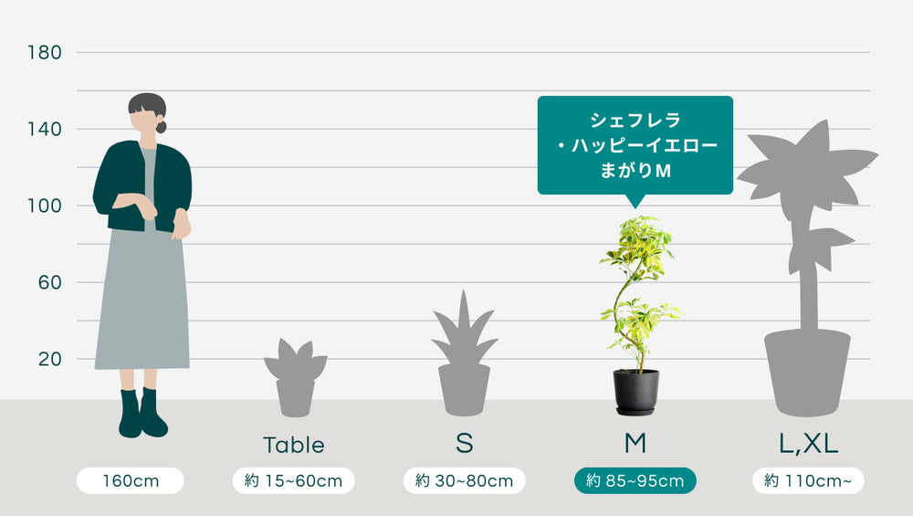 シェフレラ・ハッピーイエロー まがりMのサイズ