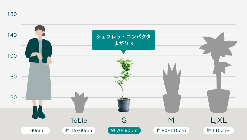 シェフレラ・コンパクタ まがり Sのサイズ