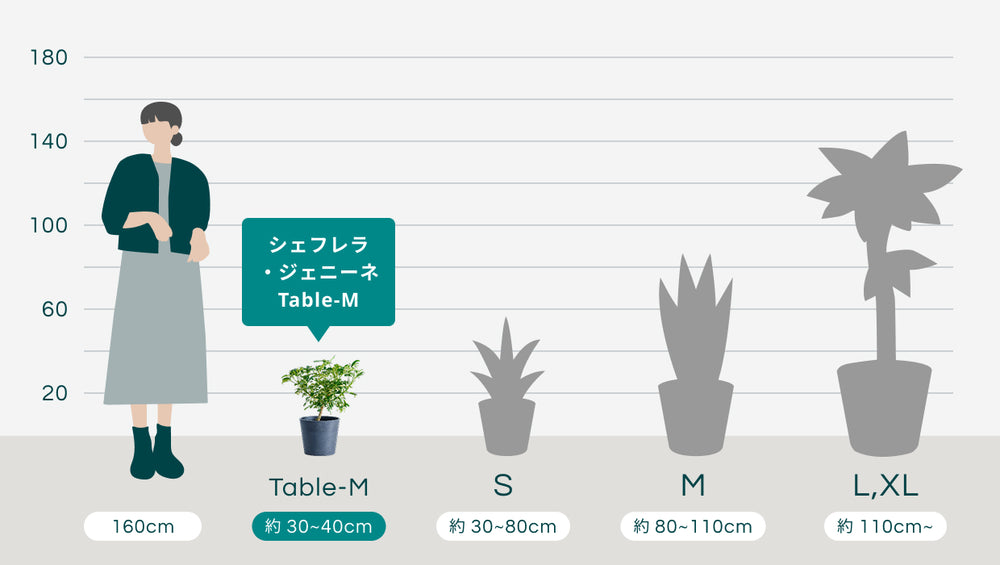 シェフレラ・ジェニーネ Table-Mのサイズ