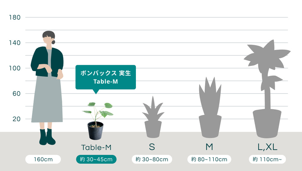 ボンバックス 実生 Table-Mのサイズ