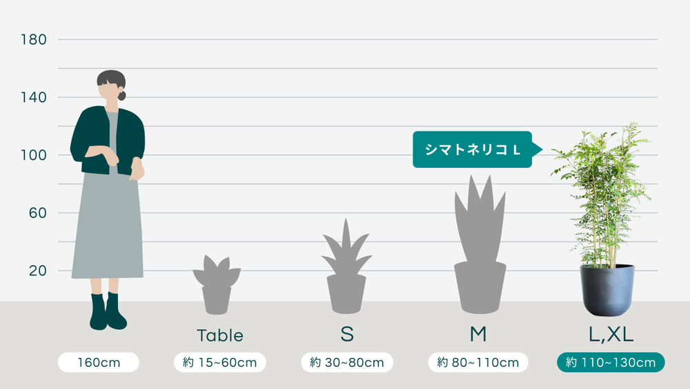 シマトネリコ Lのサイズ
