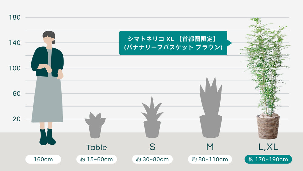 シマトネリコ XL 【首都圏限定】(バナナリーフバスケット ブラウン)のサイズ