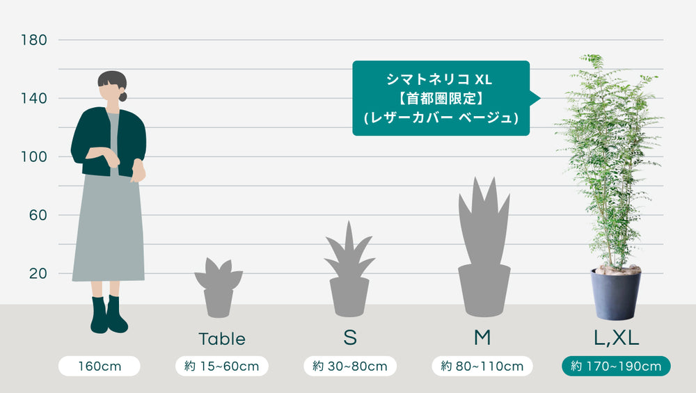 シマトネリコ XL 【首都圏限定】(レザーカバー ベージュ)のサイズ