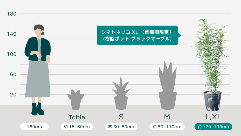 シマトネリコ XL 【首都圏限定】(樹脂ポット ブラックマーブル)のサイズ