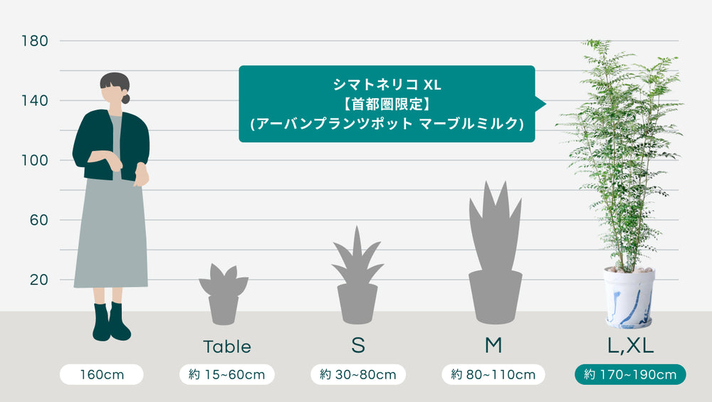 シマトネリコ XL 【首都圏限定】(アーバンプランツポット マーブルミルク)のサイズ
