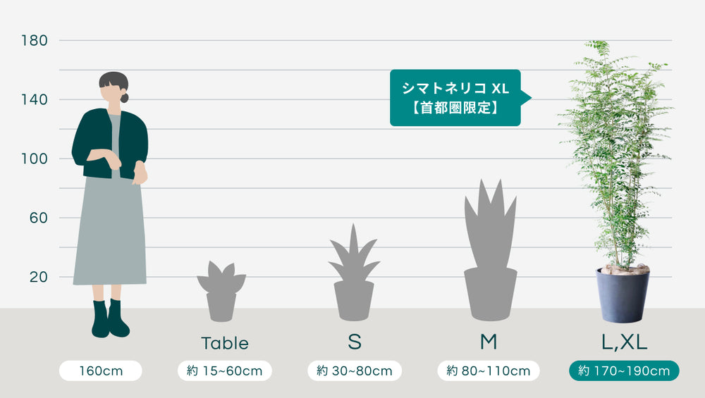 シマトネリコ XL 【首都圏限定】のサイズ