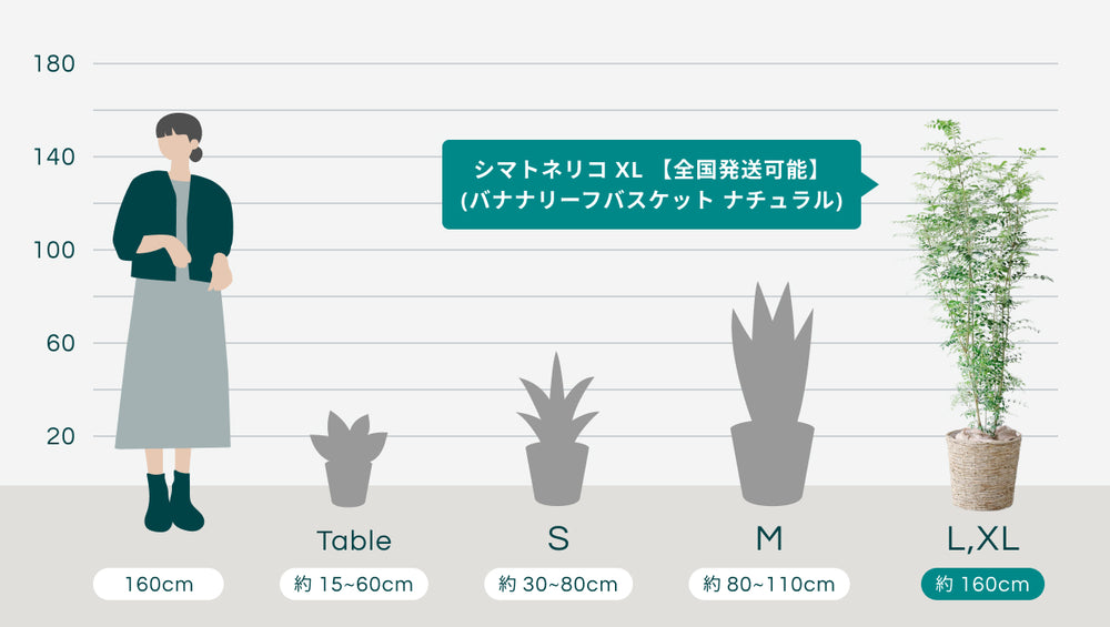 シマトネリコ XL 【首都圏限定】(バナナリーフバスケット ナチュラル)のサイズ