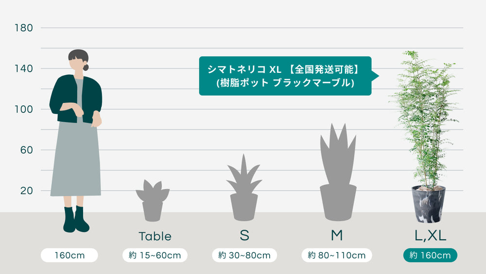 シマトネリコ XL 【全国発送可能】(樹脂ポット ブラックマーブル)のサイズ