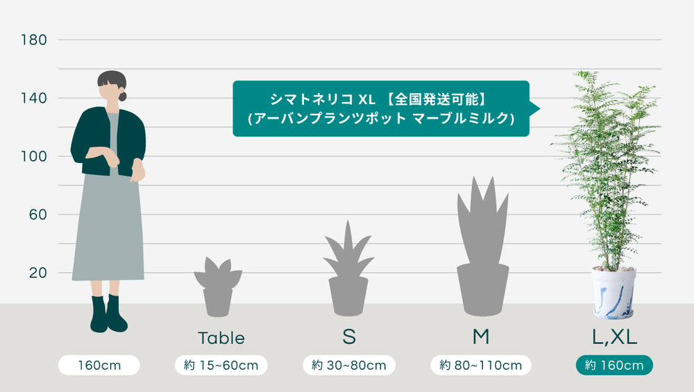 シマトネリコ XL 【全国発送可能】(アーバンプランツポット マーブルミルク)のサイズ