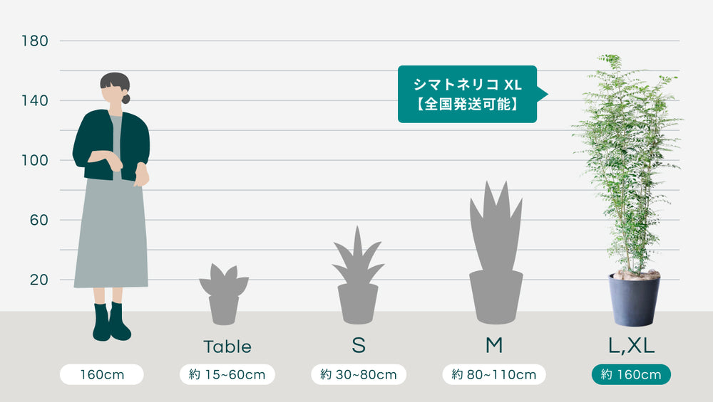 シマトネリコ XL 【全国発送可能】のサイズ