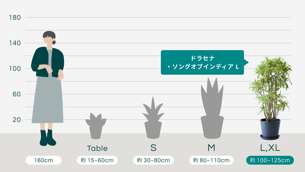 ドラセナ・ソングオブインディア Lのサイズ