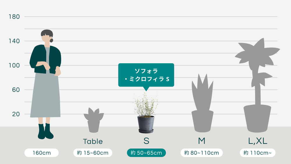 ソフォラ・ミクロフィラ  Sのサイズ