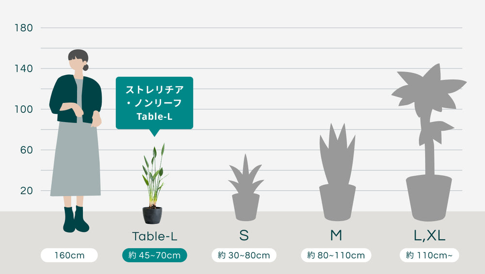 ストレリチア・ノンリーフ Table-Lのサイズ
