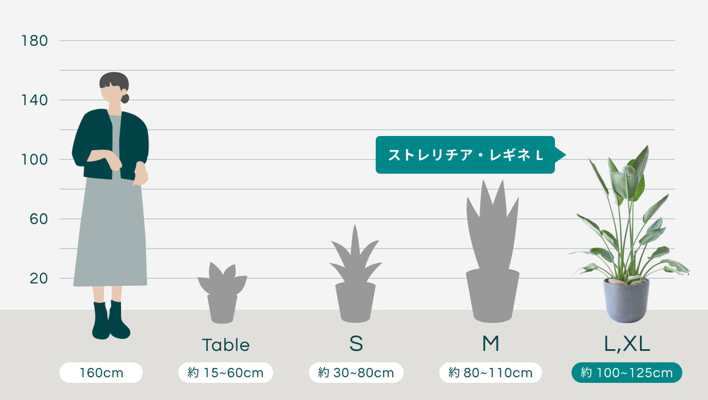 ストレリチア・レギネ Lのサイズ