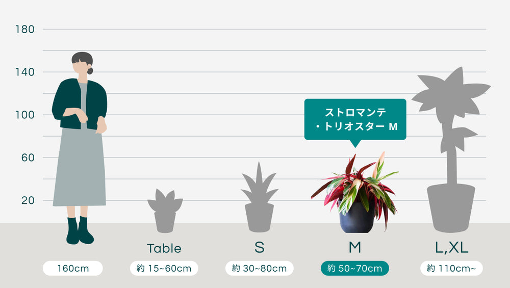 ストロマンテ・トリオスター Mのサイズ