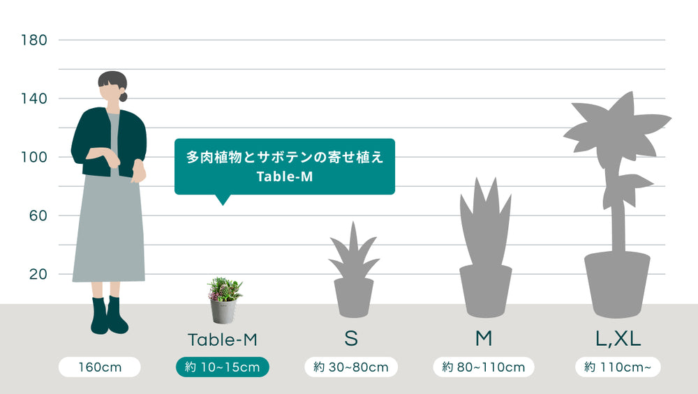 多肉植物とサボテンの寄せ植え Table-Mのサイズ
